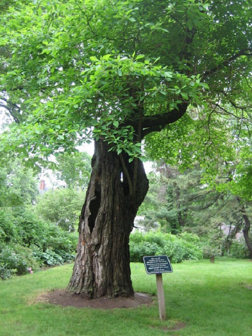Đặc điểm hình thái cây xá xị , cây vù hương